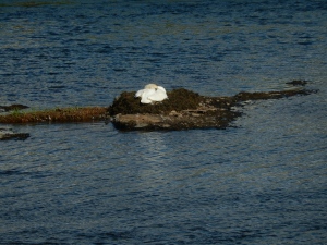 Swan sitting on her nest